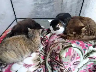 御誕生寺（猫寺）(福井県)