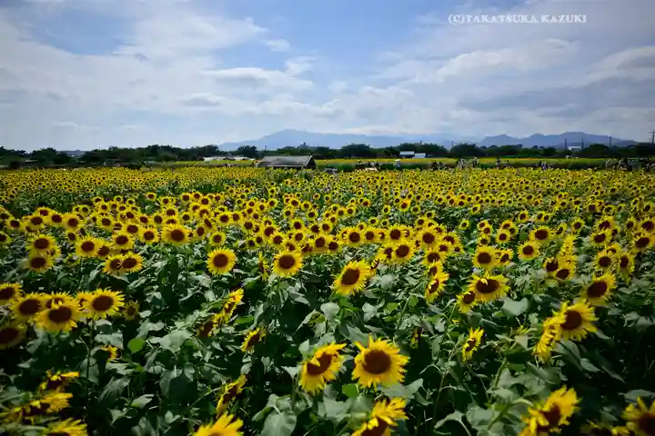 座間神社(神奈川県)