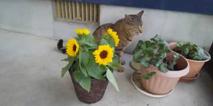 鹿角八坂神社の動物