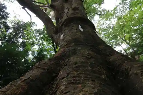 愛宕神社の自然