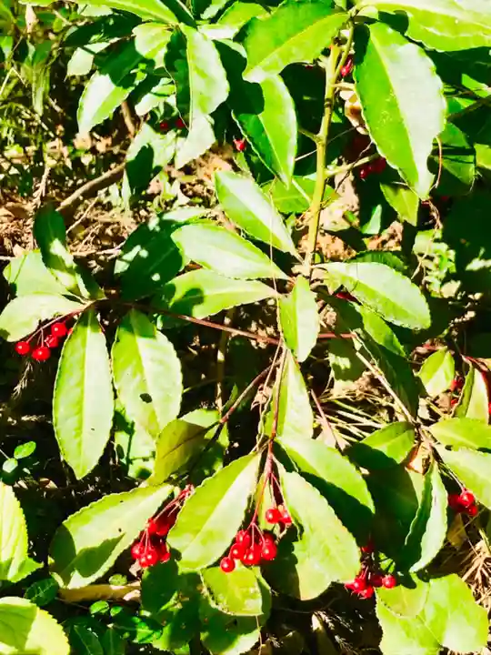 金嶽神社の自然