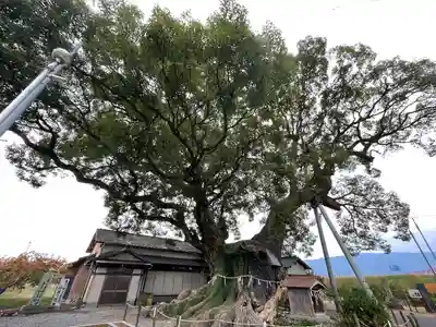 隠家の森(福岡県)