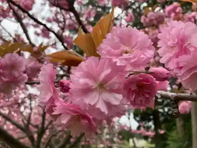 種月寺(新潟県)