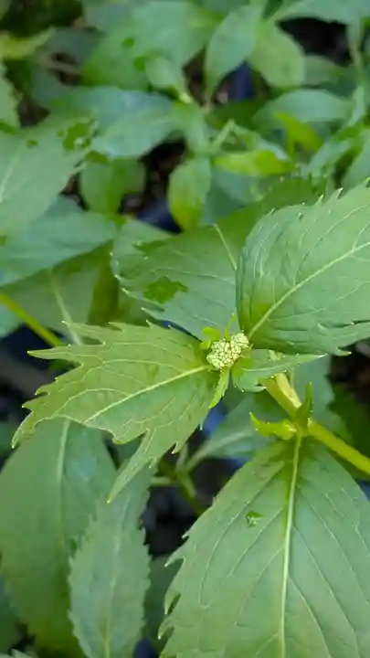 行願寺(革堂)(京都府)