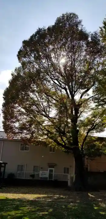 五北天祖神社の自然