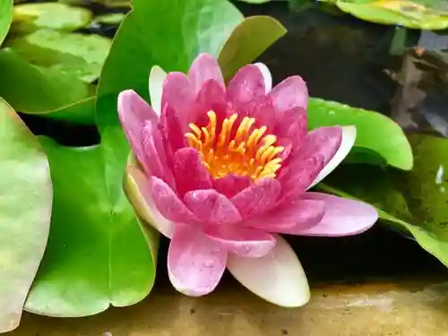 堀切天祖神社の庭園