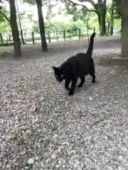 八幡社の動物