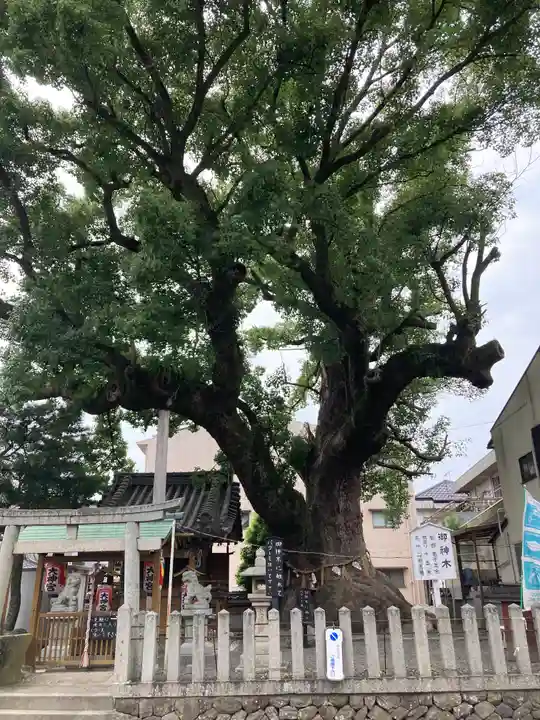 大神社の自然