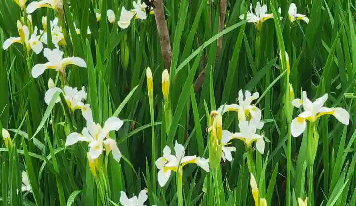 浄明院(愛媛県)