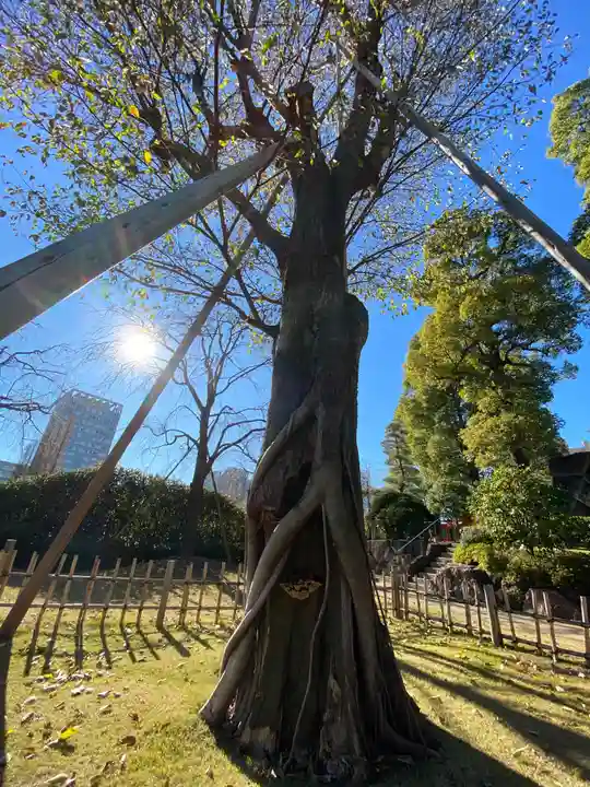 穴八幡宮の自然