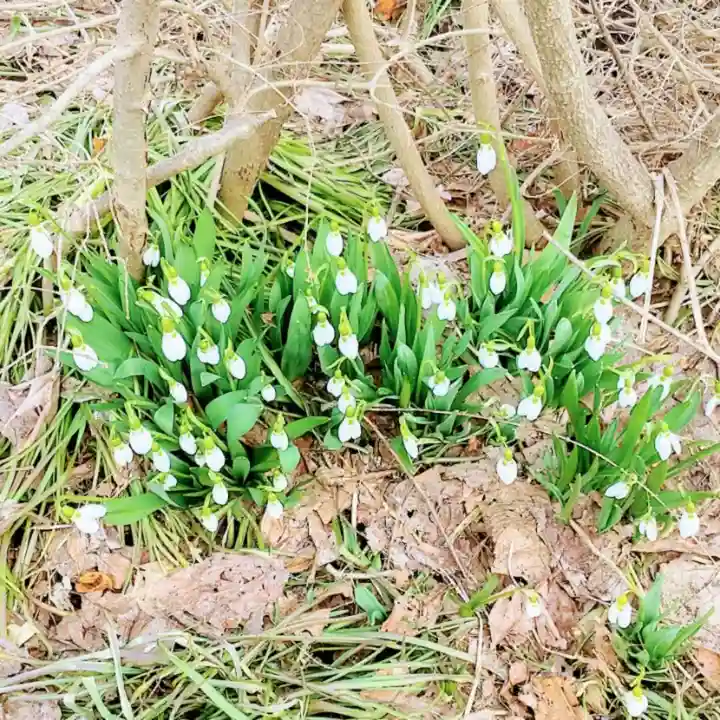 彌彦神社 (伊夜日子神社)の自然