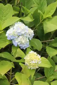 国宝 大法寺の自然(2022年06月21日(火) 17時34分24秒投稿)