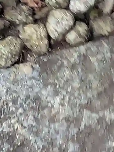 弘善寺(東京都)