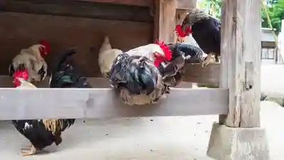 大崎八幡宮(宮城県)