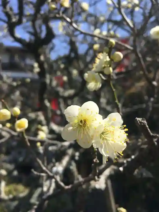 岡寺(龍蓋寺)の自然