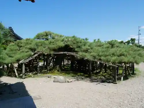 専念寺の建物その他