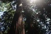 岩上神社の自然