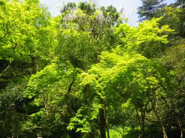 妙本寺の自然