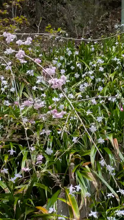 椎尾神社の自然