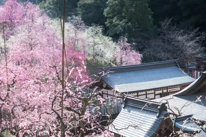 大縣神社の自然