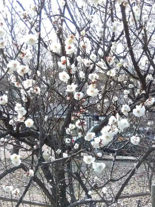 福井別院本瑞寺の自然