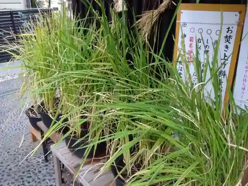 菊名神社の自然