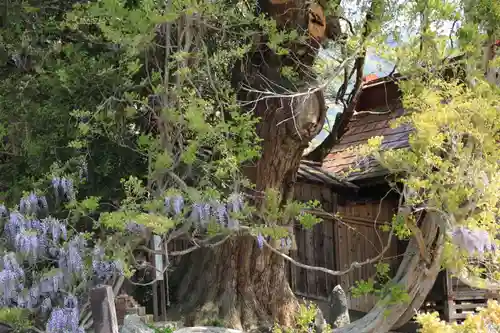 深山神社の自然