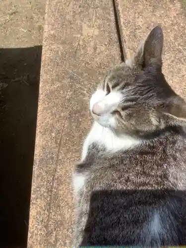 玉野御嶽神社の動物