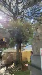 太子堂八幡神社の自然