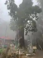 天龍寺(埼玉県)