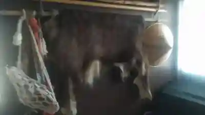 二尊院のその他建物