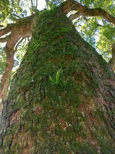 事任八幡宮の自然