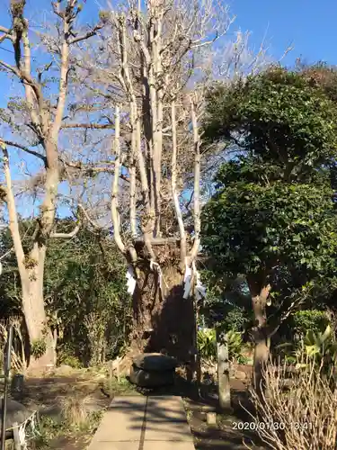 江島神社の自然