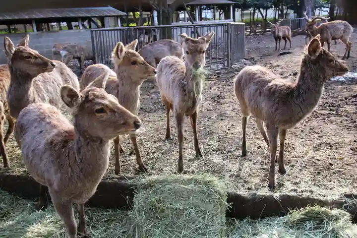 三嶋大社(静岡県)