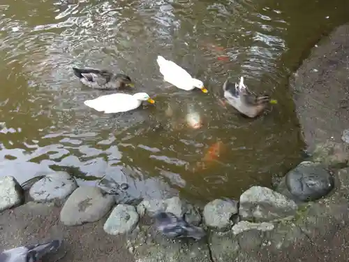 平塚八幡宮の動物