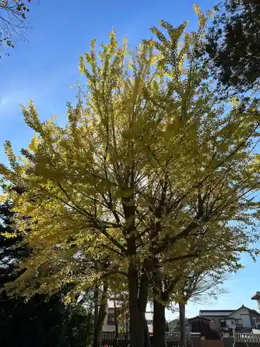 諏訪神社の自然