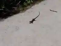 鍵岡神社(福井県)