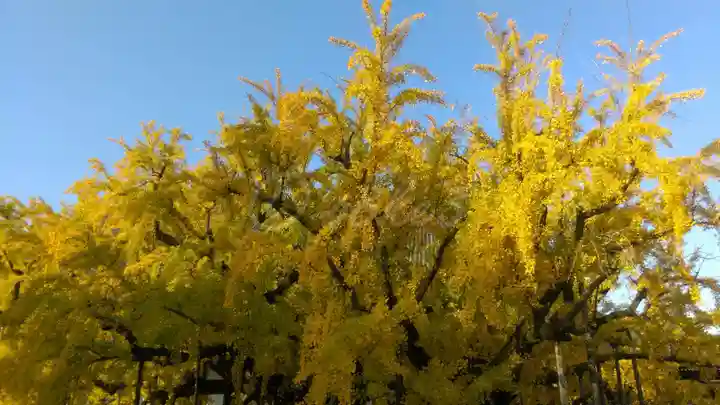 本願寺(西本願寺)の自然
