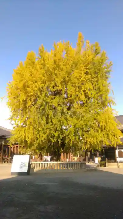 本願寺(西本願寺)の自然