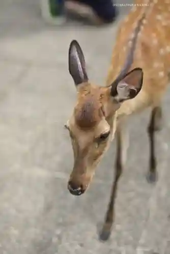 厳島神社(広島県)