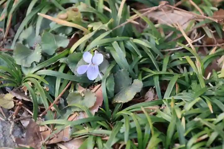 愛宕神社の自然