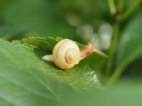 天王山 安楽寺(福井県)