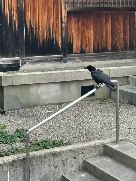奥田神社の動物