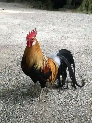 石上神宮の動物