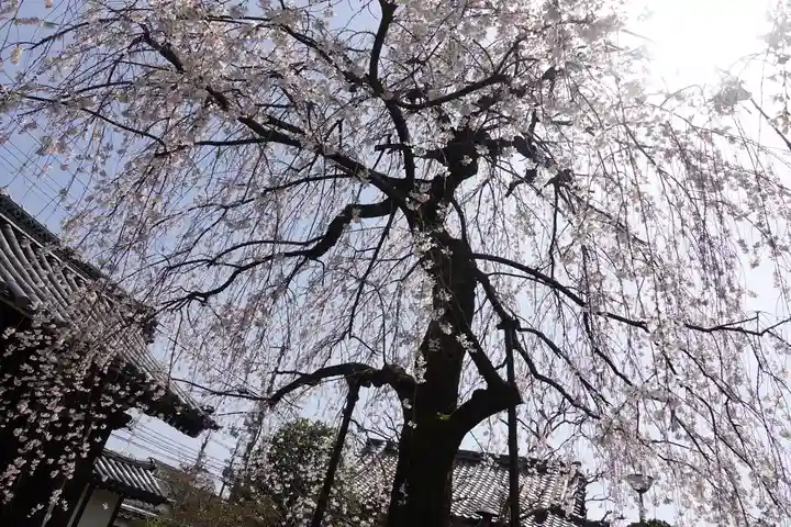 上品蓮台寺の自然