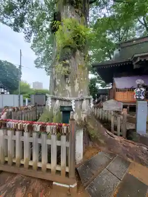 守谷総鎮守 八坂神社の自然