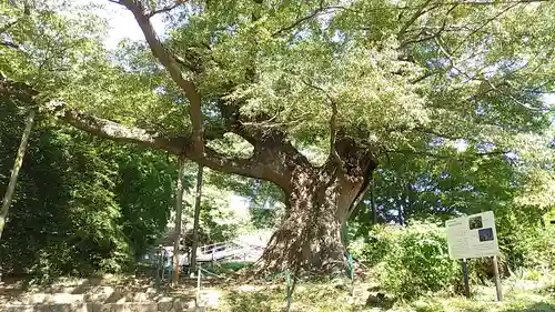 新田神社の自然