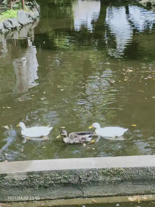 平塚八幡宮の動物