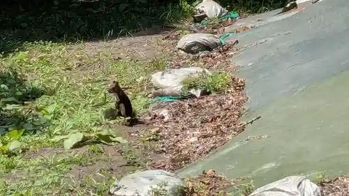 帯廣神社の動物