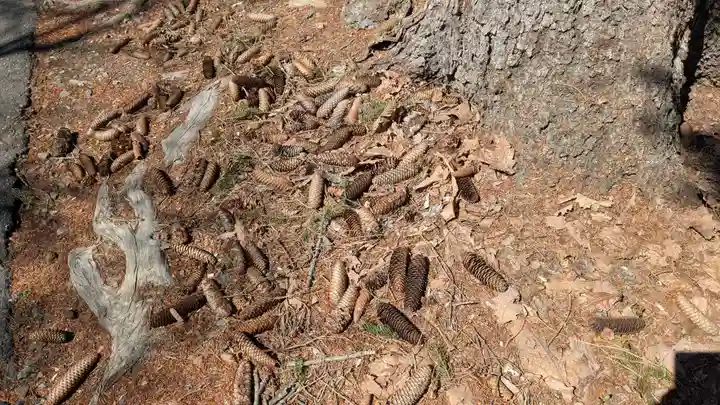 鷹栖神社の自然